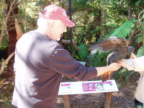 Puffing Billy Steam Train & Healesville Wildlife Sanctuary Tour From Melbourne - St Kilda Accommodation 9