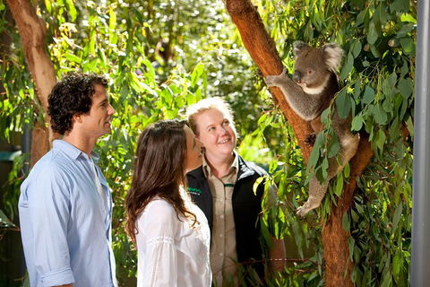 Puffing Billy Steam Train & Healesville Wildlife Sanctuary Tour From Melbourne - St Kilda Accommodation 14