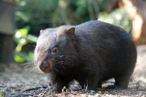Puffing Billy Steam Train & Healesville Wildlife Sanctuary Tour From Melbourne - St Kilda Accommodation 20