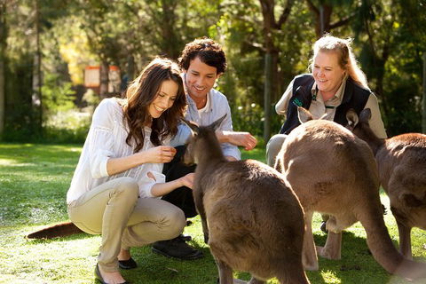 Puffing Billy Steam Train & Healesville Wildlife Sanctuary Tour From Melbourne - St Kilda Accommodation 15