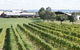 Puffing Billy Train And Yarra Valley Food And Wine Day Trip From Melbourne - thumb 0