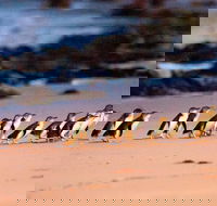 Phillip Island Penguin Parade Entry and Express Shuttle from Melbourne - St Kilda Accommodation