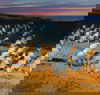 Phillip Island Tour from Melbourne - St Kilda Accommodation