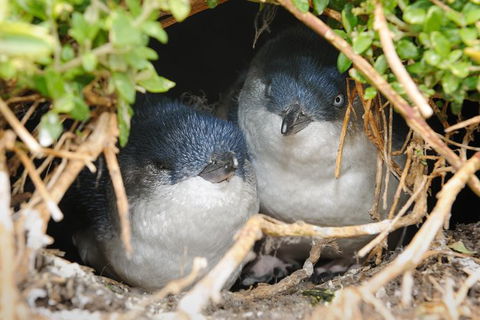 Phillip Island Penguin Parade Evening Tour - St Kilda Accommodation 0