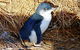 Phillip Island Penguin Parade Evening Tour - thumb 1