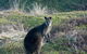 Phillip Island Penguin Parade Evening Tour - thumb 3