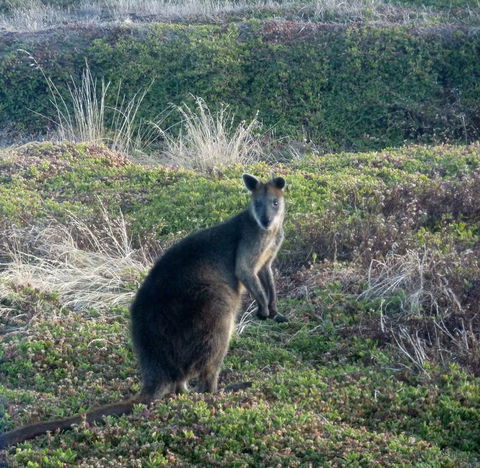 Phillip Island Penguin Parade Evening Tour - St Kilda Accommodation 3