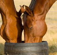 Champion Racehorse Tour with Beer and Wine Tasting - St Kilda Accommodation