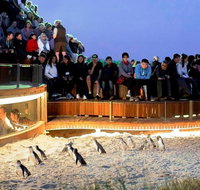 Small-Group Phillip Island Day Trip from Melbourne - St Kilda Accommodation