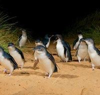 Phillip Island  Maru Koala and Animal Park Full-day Tour - St Kilda Accommodation