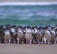Premium Penguin Express Tour from Melbourne - St Kilda Accommodation