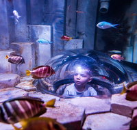 SEA LIFE Melbourne Aquarium Admission Ticket - St Kilda Accommodation