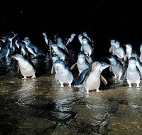 Private Phillip Island Penguin Parade Tour - St Kilda Accommodation