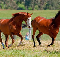 Living Legends Champion Racehorse Guided Tour - St Kilda Accommodation
