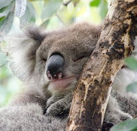 Great Ocean Road Reverse Itinerary and Phillip Island 2 Day Wildlife Encounter - St Kilda Accommodation