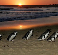 Phillip Island Penguin Parade Day Trip with Koala Park - St Kilda Accommodation