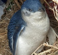 Phillip Island Kangaroos Koalas and Penguin parade tour - St Kilda Accommodation