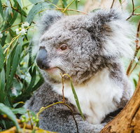 Mornington Peninsula Family Fun Tour - St Kilda Accommodation