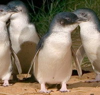 Private Phillip Island Penguin Tour with personal tour guide - St Kilda Accommodation