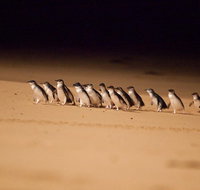 Melbourne Sightseeing Tour with Phillip Island Penguins and Great Ocean Road - St Kilda Accommodation