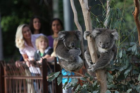 Australian Wildlife Tour At Melbourne Zoo - St Kilda Accommodation 0