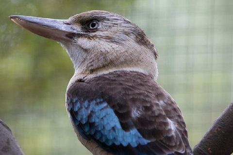 Australian Wildlife Tour At Melbourne Zoo - St Kilda Accommodation 1