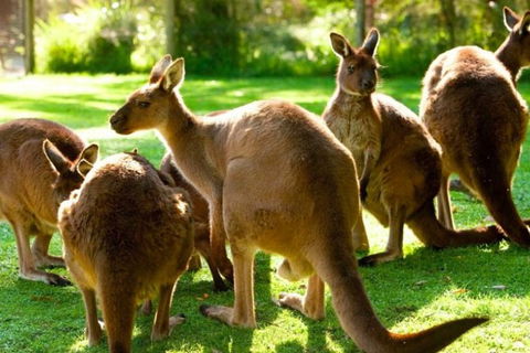 Steam Train, Yarra Valley & Healesville Wildlife Sanctuary Full Day Tour - St Kilda Accommodation 1