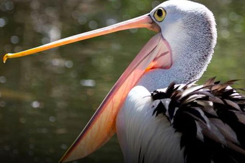 Steam Train, Yarra Valley & Healesville Wildlife Sanctuary Full Day Tour - St Kilda Accommodation 4