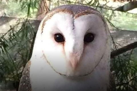 Steam Train, Yarra Valley & Healesville Wildlife Sanctuary Full Day Tour - St Kilda Accommodation 5