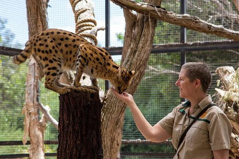 African Cat Encounter At Werribee Open Range Zoo - St Kilda Accommodation 1