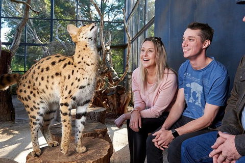 African Cat Encounter At Werribee Open Range Zoo - St Kilda Accommodation 5