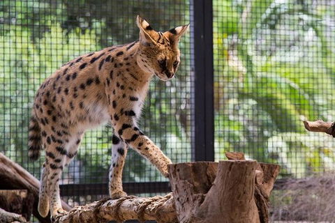 African Cat Encounter At Werribee Open Range Zoo - St Kilda Accommodation 2