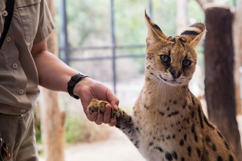 African Cat Encounter At Werribee Open Range Zoo - St Kilda Accommodation 3