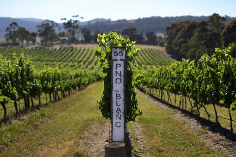 Small Group 6 Guests: Ultimate Yarra Valley Food And Wine - Mercedes Van - St Kilda Accommodation 8