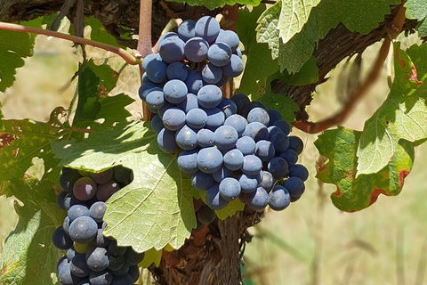 Wine Tasting Tour In The Yarra Valley - St Kilda Accommodation 1