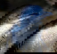 Bonnet Island Experience departing from Strahan - St Kilda Accommodation