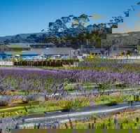 Private Tasman Peninsula Cruise Ship Tour from Port Arthur - St Kilda Accommodation