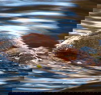 Wild-Platypus 2 hour wildlife tour - St Kilda Accommodation