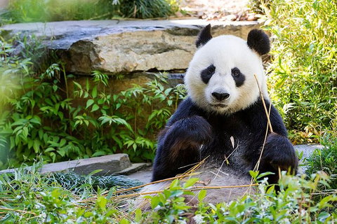 Adelaide Zoo Behind The Scenes Experience: Exclusive Giant Panda Experience - St Kilda Accommodation 1