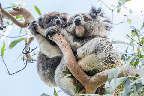 Adelaide To Melbourne 3-Day Trip Through Grampians And Great Ocean Road - St Kilda Accommodation 1