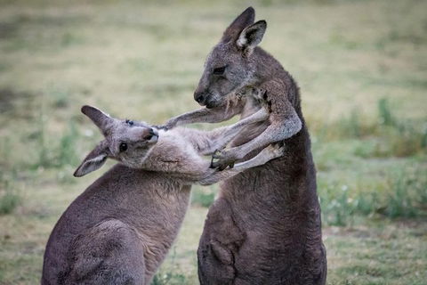 Adelaide To Melbourne 3-Day Trip Through Grampians And Great Ocean Road - St Kilda Accommodation 10