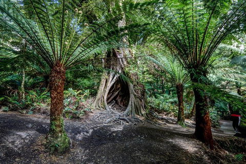Adelaide To Melbourne 3-Day Trip Through Grampians And Great Ocean Road - St Kilda Accommodation 4