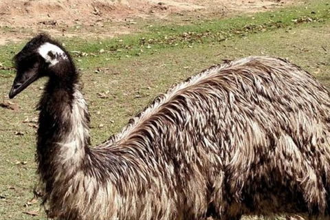 Full-Day Tour In South Australia Highlights - St Kilda Accommodation 3