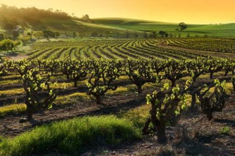 Adelaide Super Saver: Adelaide City Sightseeing Tour Plus Barossa Valley And Hahndorf Tour - St Kilda Accommodation 1