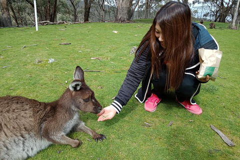 Adelaide Essentials Tour - St Kilda Accommodation 0