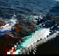 Half-Day Whale Watching and Canal Cruise from Surfers Paradise - St Kilda Accommodation