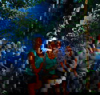 Daintree Rainforest Night Walk from Cape Tribulation - St Kilda Accommodation