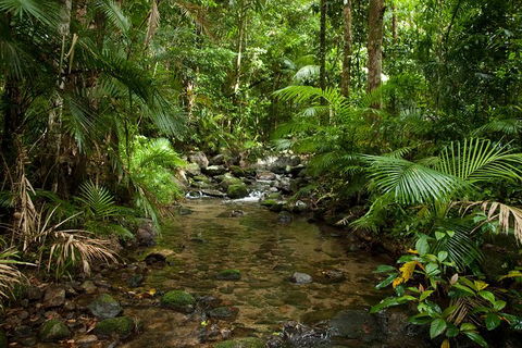Cairns Reef And Rainforest Combo: Daintree Rainforest And The Great Barrier Reef - St Kilda Accommodation 7