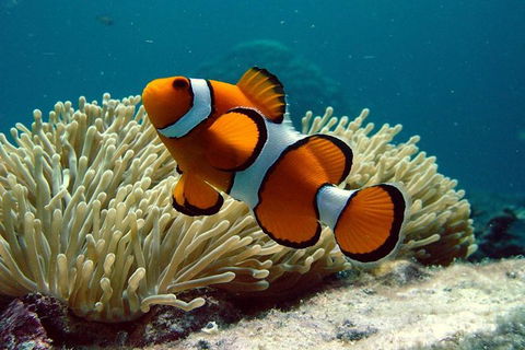Cairns Reef And Rainforest Combo: Daintree Rainforest And The Great Barrier Reef - St Kilda Accommodation 8
