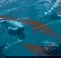 Fraser Island  Dolphin Sailing Adventure - St Kilda Accommodation
